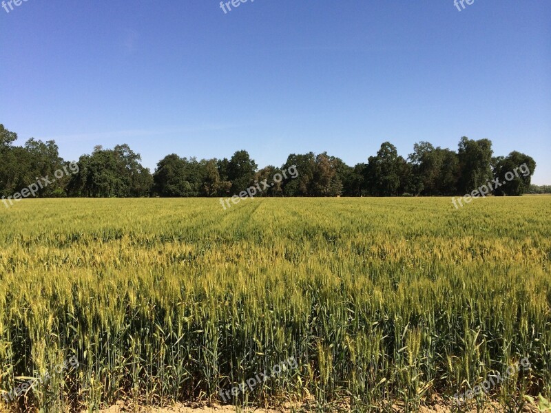 Wheat Field Blue Summer Crop