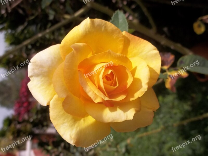 Rosa Yellow Flower Beauty Plant