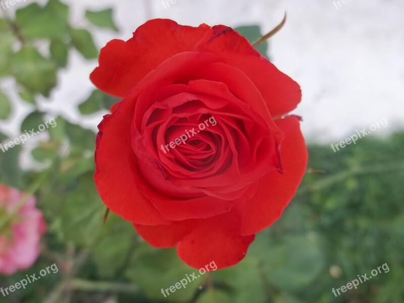 Rosa Red Flower Beauty Plant