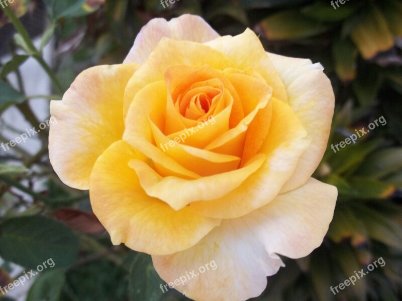 Rosa Yellow Flower Beauty Plant