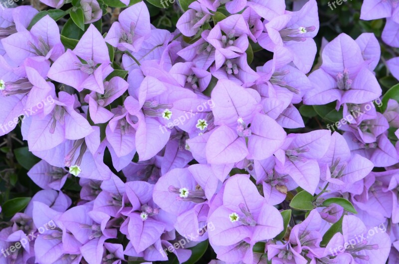 Bougainvillea Flower Garden Bloom Gardening