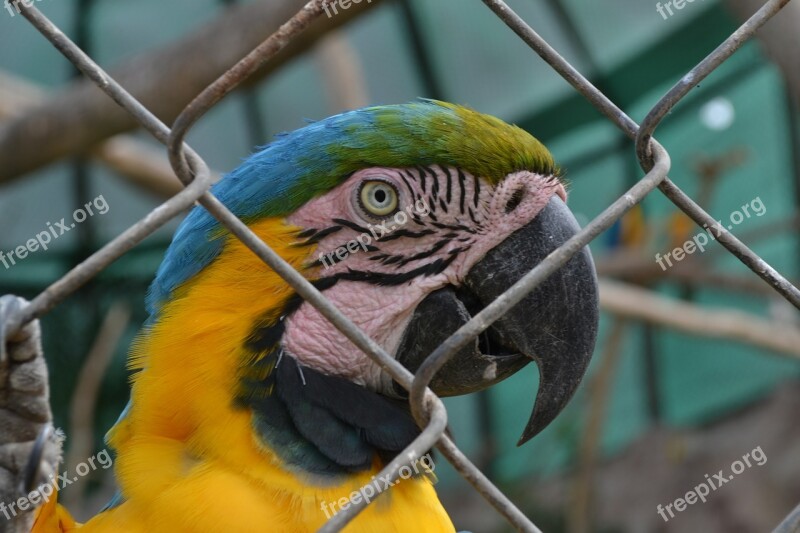 Macaw Animals Eye Of Macaw Animal Tropical Bird