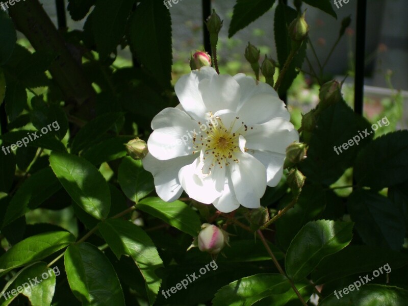 Rose White Flower Blossom Bloom