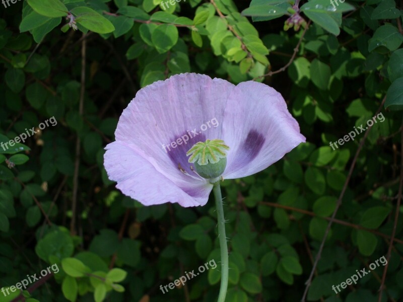 Flower Poppy Blue Blossom Bloom