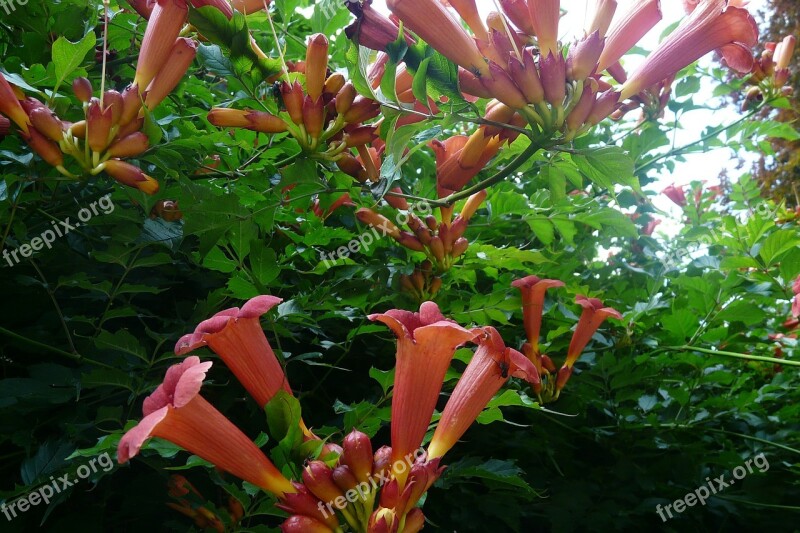 Trumpet Flower Red Blossom Bloom Free Photos