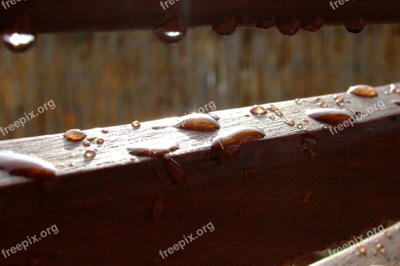 Raindrop Dew Wood Dewdrop Drip