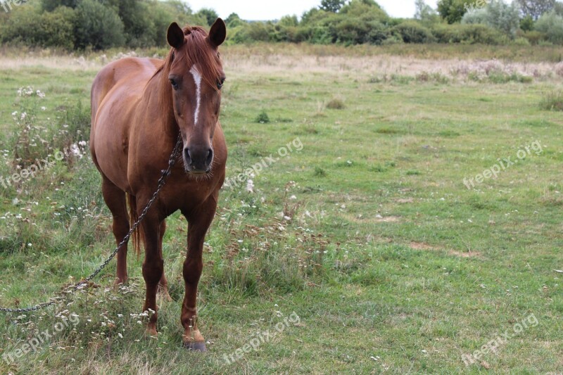 Nature Horse Animals Village Field