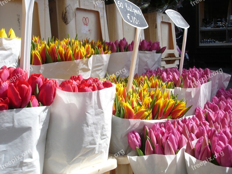 Tulips Flowers Valentines Spring Floral