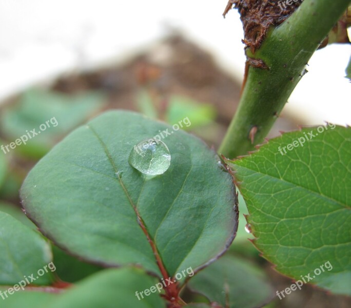 Leaf Drop Green Nature Water