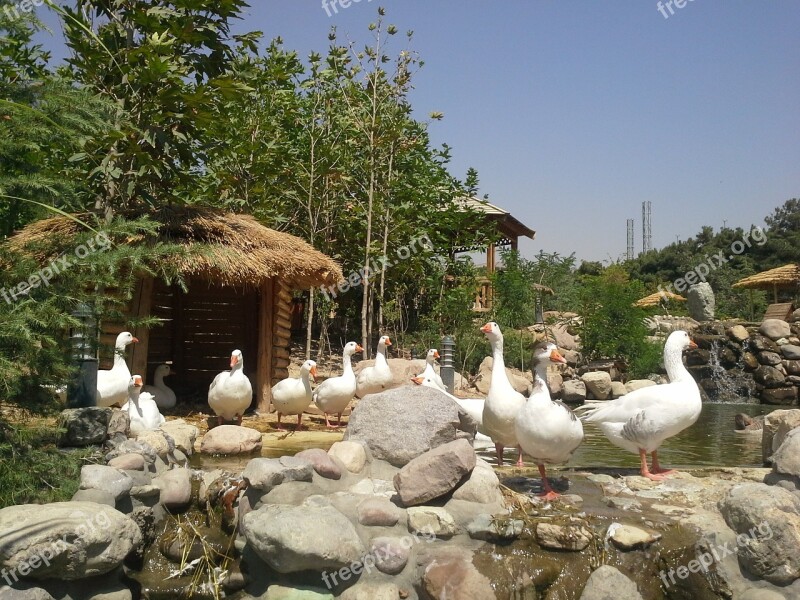 Goose Nature Spring Birds Park