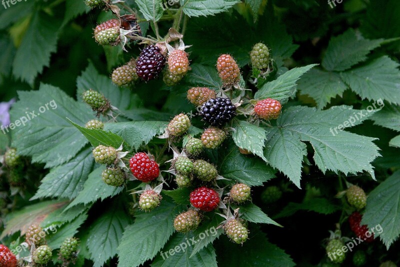 Blackberries Berries Ripening Fruit Leaf