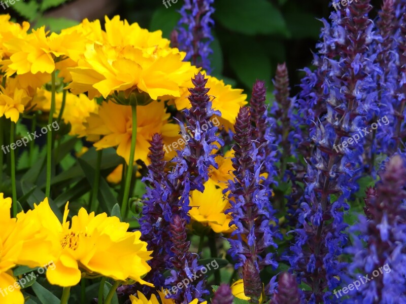 Flowers Yellow Blue Flora Flower Fullness