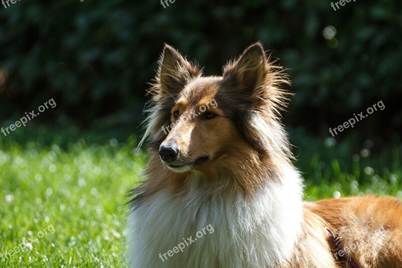 Collie Dog Pet Animal Animal Portrait