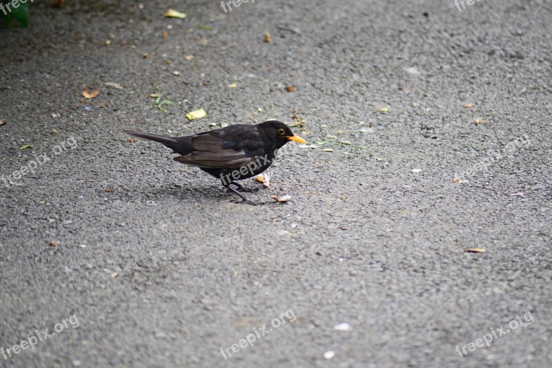 Blackbird Male Young Wild Bird