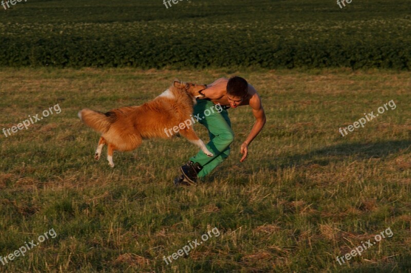 Collie Dog Training Dog Exercise Dog Training Exercise Area Train