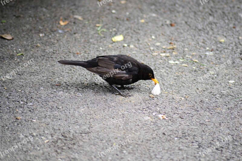 Blackbird Male Young Wild Bird