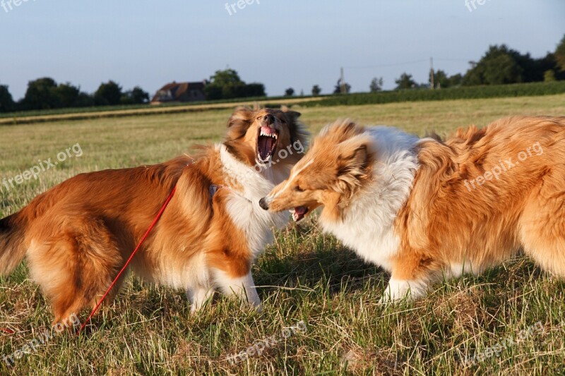 Collie Dog Pet Tooth Animal