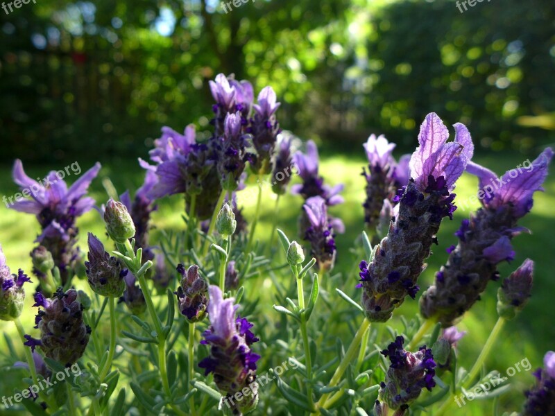 Lavender Flowers Violet Garden Plant Fragrant