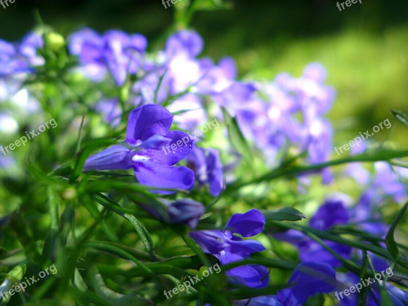 Lobelia Garden Plant Nature Garden Ornamental Plant