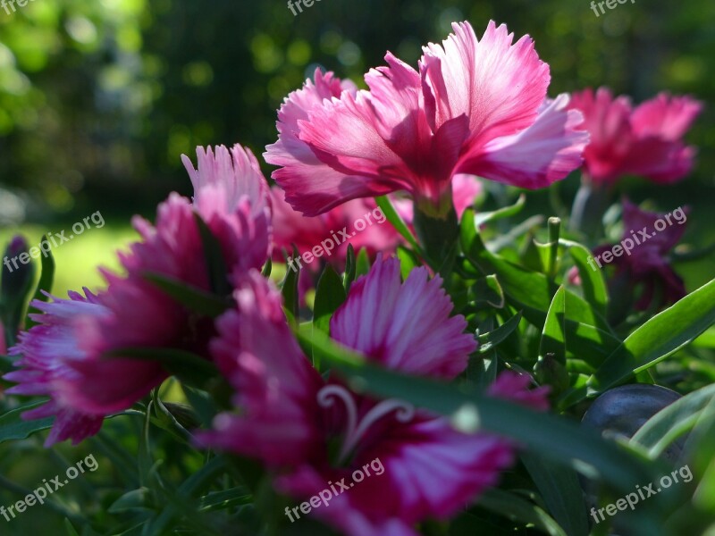 Federnelke Plant Flowers Backlighting Bloom