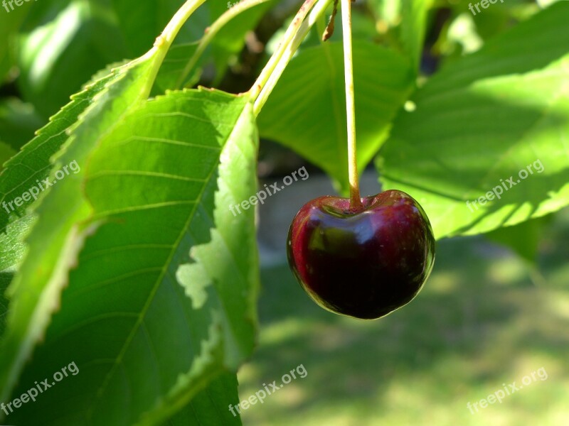 Cherry Cherry Tree Pome Fruit Fruit Nature