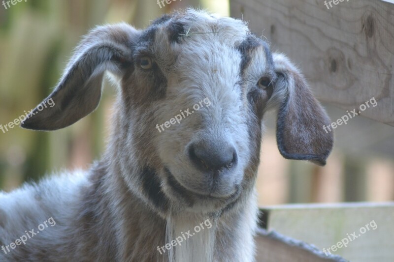 Goat Stall Livestock Billy Goat Country Life