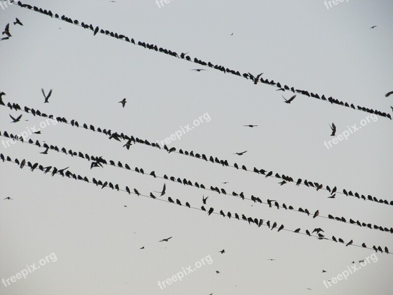 Birds Hitchcock Flock Crows Wires