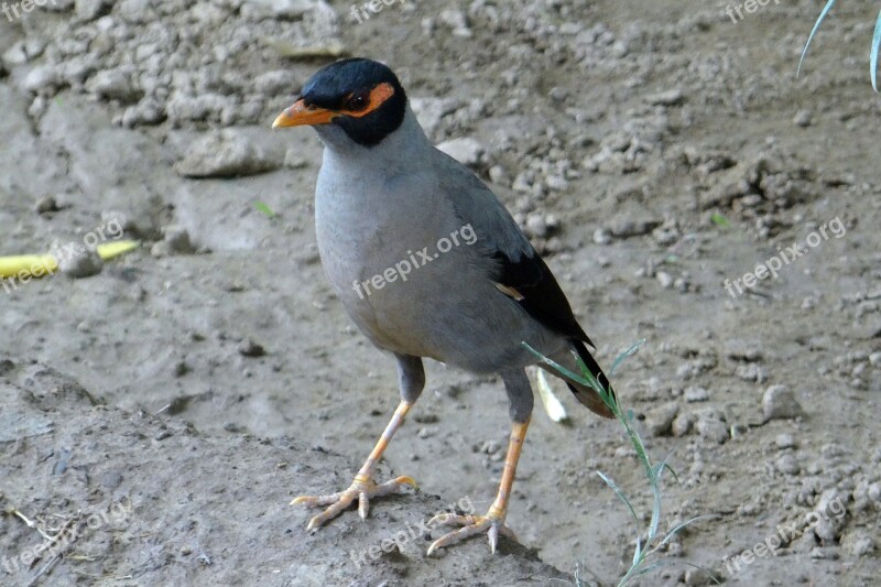 Bank Myna Passerine Acridotheres Ginginianus Myna Bird