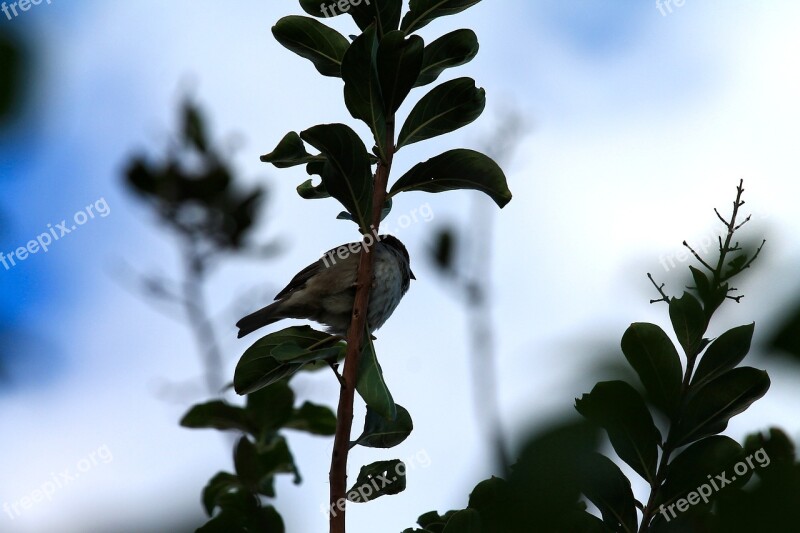 Bird Birdie Life Freedom Animal