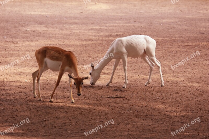 Deer Wildlife Nature Mammal Wild