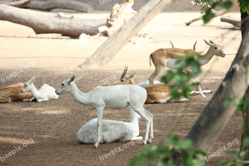 Deer White Animal Mammal Nature