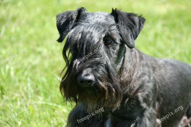 Cesky Terrier Bohemian Terrier Terrier Head Portrait Purebred Dog