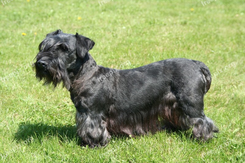 Cesky Terrier Bohemian Terrier Terrier Black Purebred Dog