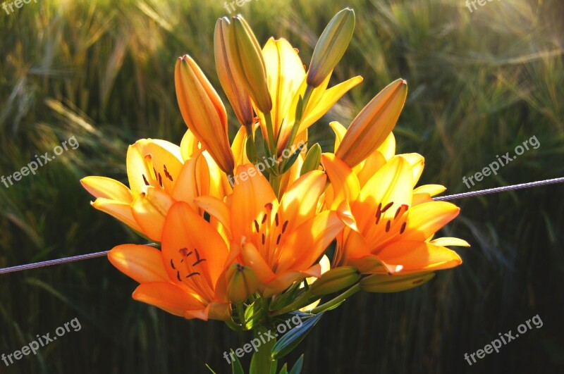 Lilies Orange Blossom Bloom Free Photos