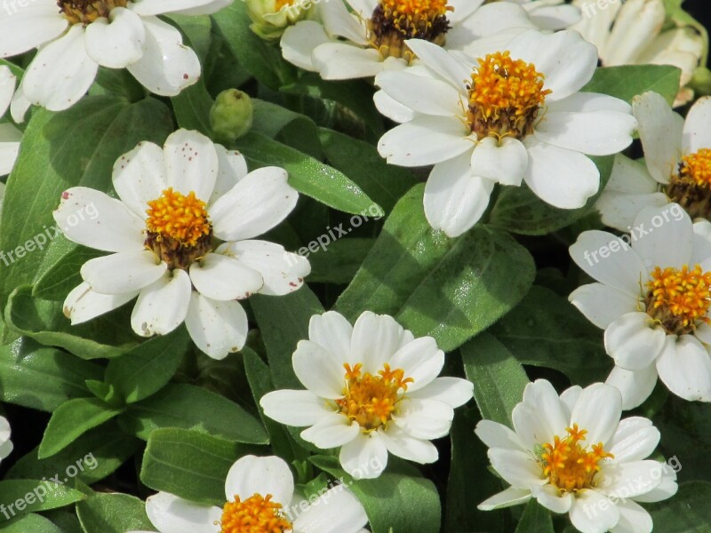 Flower Petals White Orange Nature