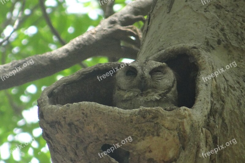 Indian Scops Owl Otus Bakkamoena Owl Strigidae Tree Hollow