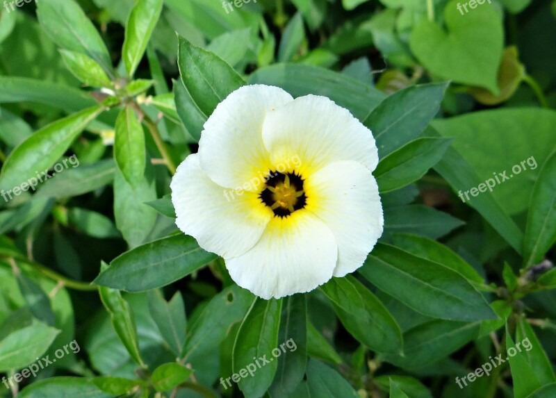 White Alder Politician's Flower Flower White Butter Cup Turnera Subulata