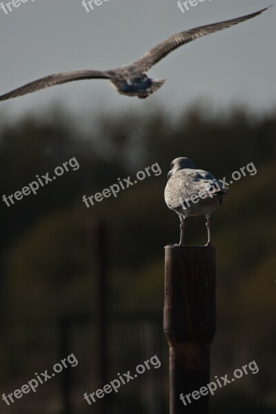 Sea Birds Flight Perching Gull Abandoned