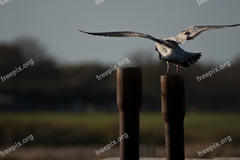 Sea Bird Landing Iron Post Wings Free Photos