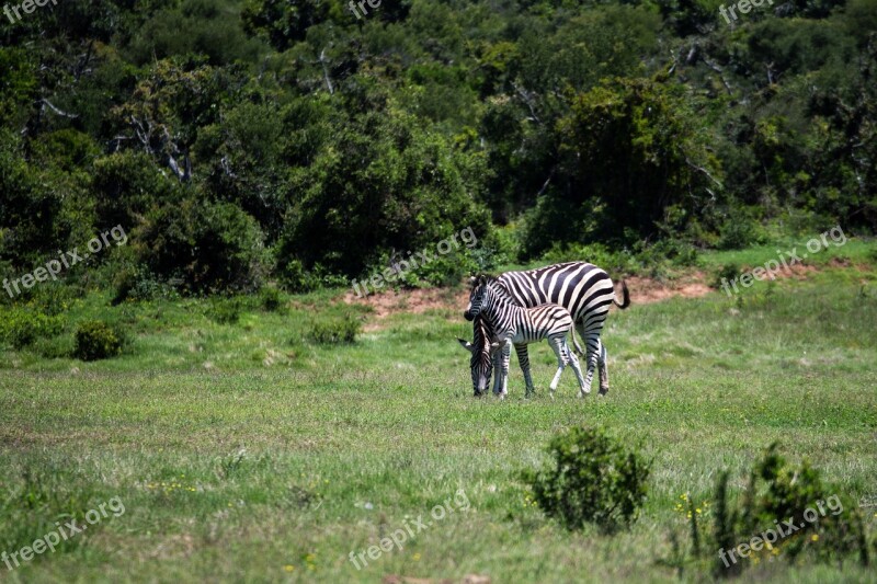 Zebra Mare Foal Grass Wildlife