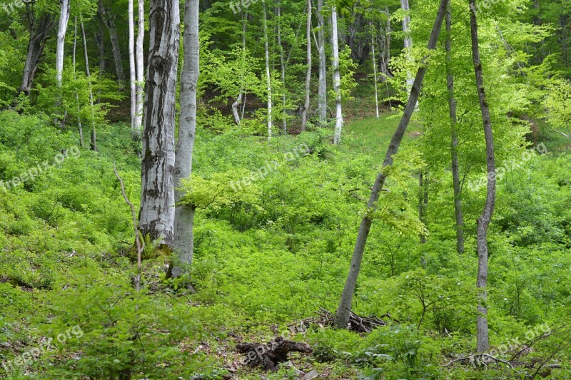 Forest Wood Trees Nature Green