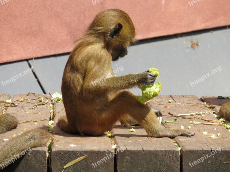 Monkey Barbary Ape Macaca Sylvanus Mahogany Macaque Species