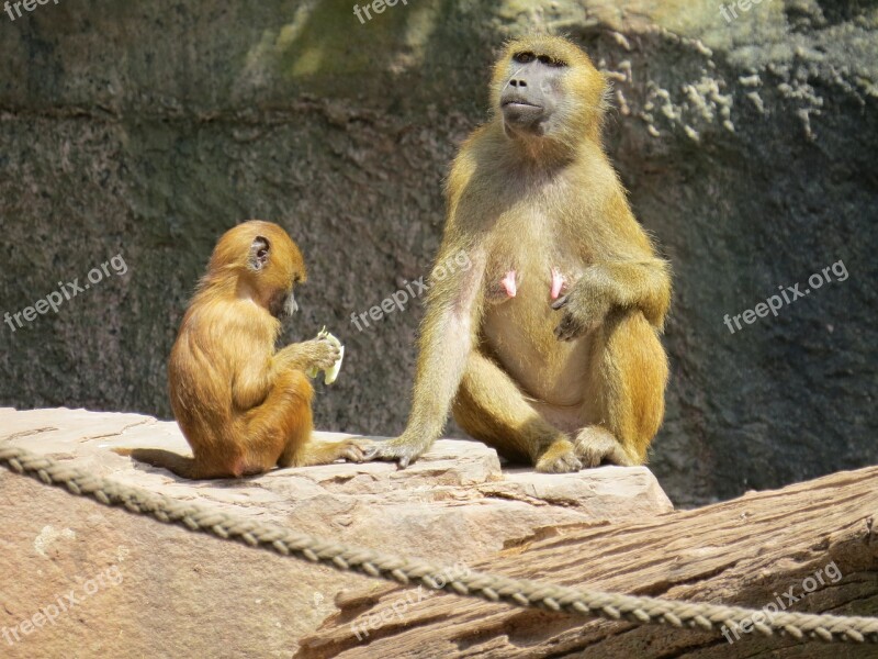 Monkey Barbary Ape Macaca Sylvanus Mahogany Macaque Species