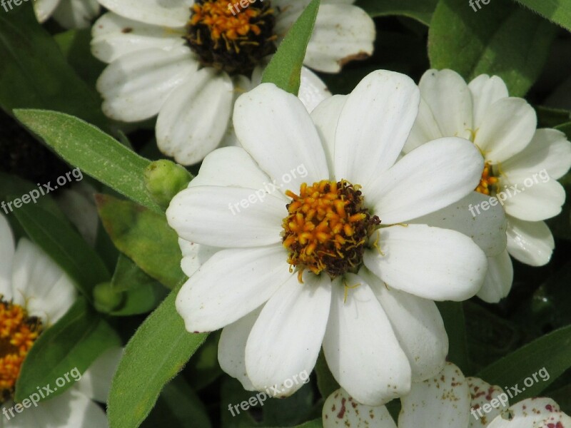 Flower Petals Pollen White Nature