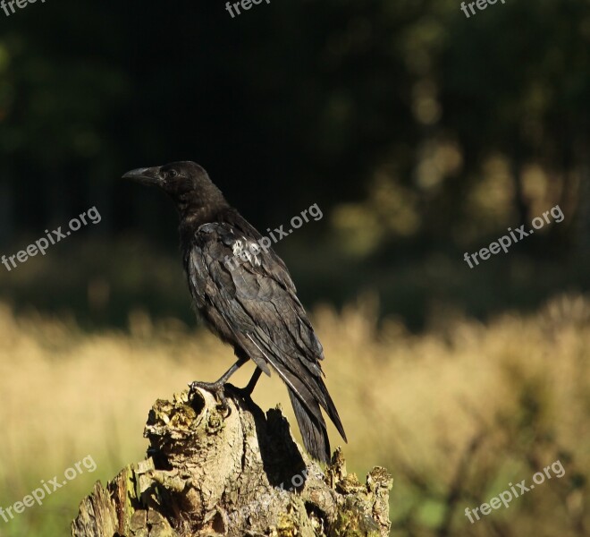 Crow Raven Bird Jackdaw Bird Black