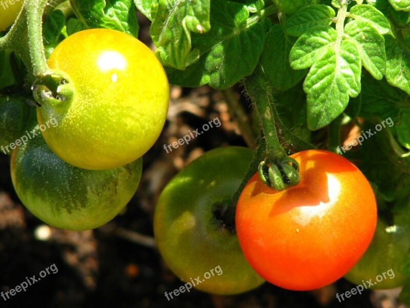 Tomato Immature Ripe Red Yellow