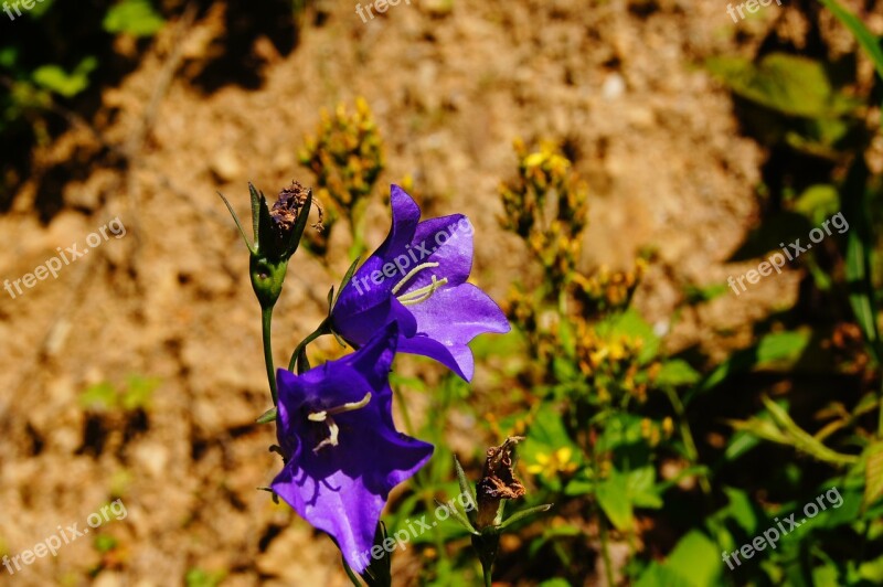 Bellflower Flower Summer Purple Plant