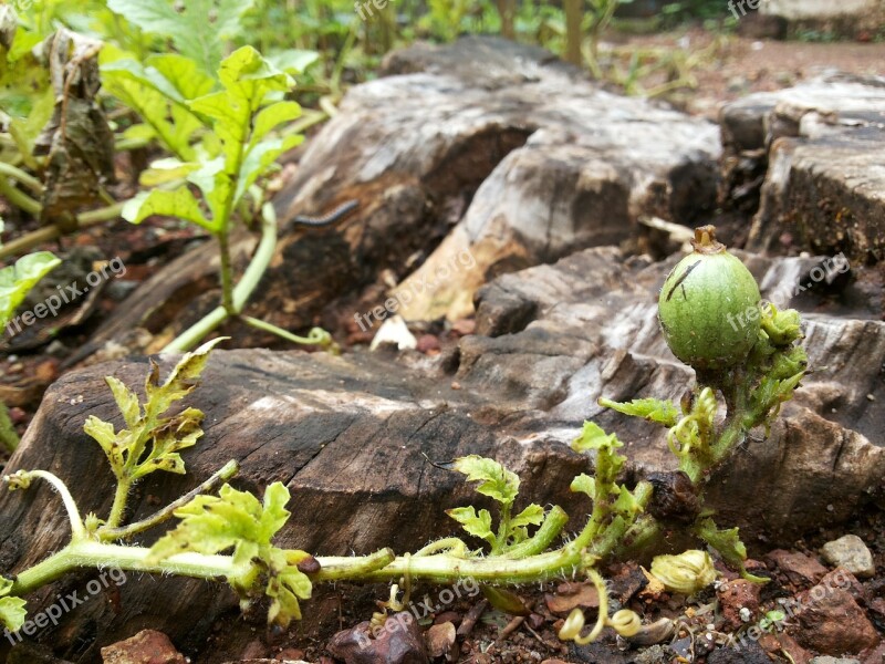 Watermelon Water Melon Plant Fruit Green