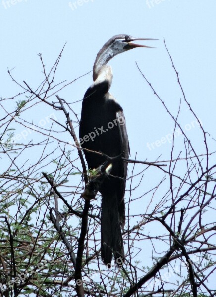 Darter Snakebird Waterbird Anhingidae Bird