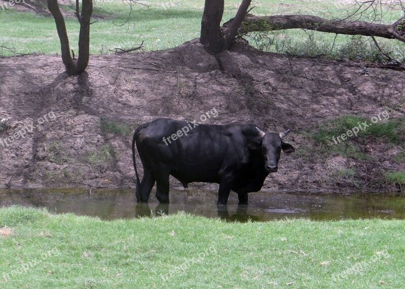 Bull Bovine Cattle Bharatpur India